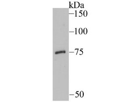 EAAT3 Rabbit anti-Human, Mouse, Rat, Clone: JU39-69, Novus Biologicals